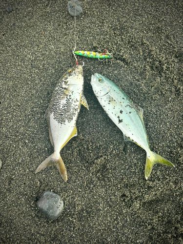 ワカシの釣果