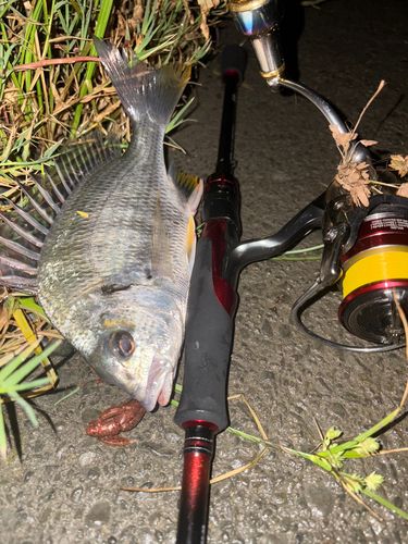 キビレの釣果