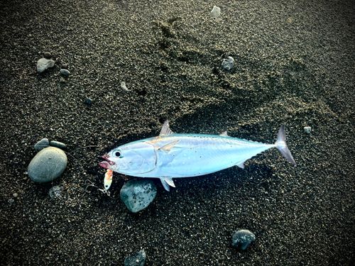 マルソウダの釣果