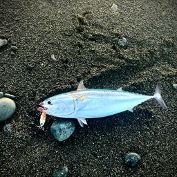 マルソウダ