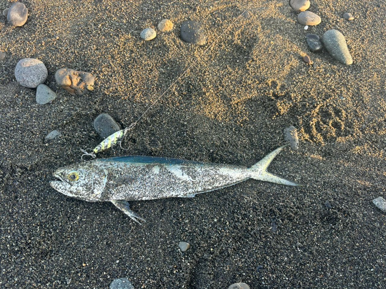 マルソウダ