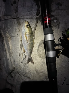 イサキの釣果