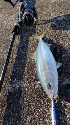 コゾクラの釣果