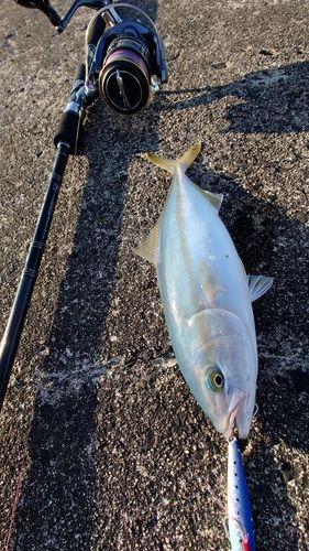 コゾクラの釣果