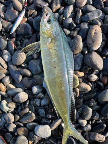 シイラの釣果