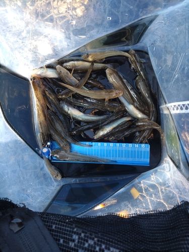ハゼの釣果