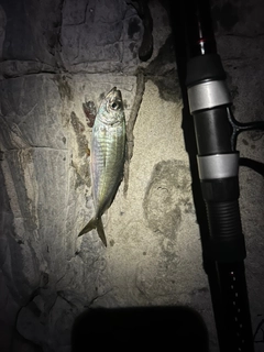 マアジの釣果