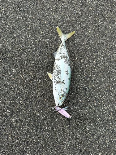 ワカシの釣果