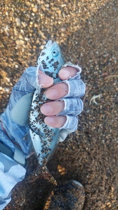コゾクラの釣果