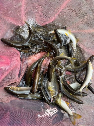 アユの釣果