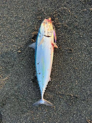 ワカシの釣果