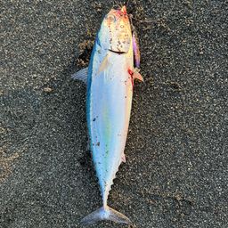 ワカシ