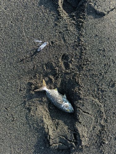 ショゴの釣果