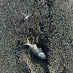 ショゴ