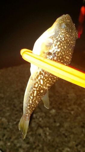 クサフグの釣果