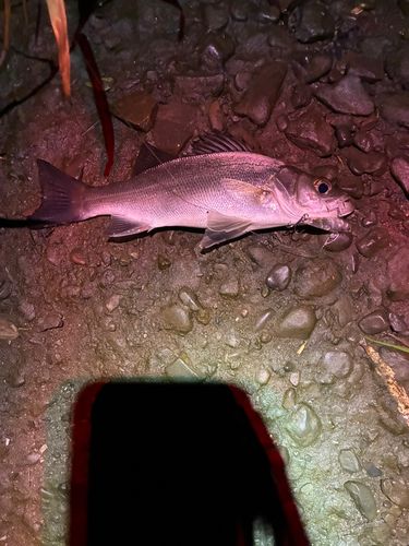セイゴ（マルスズキ）の釣果