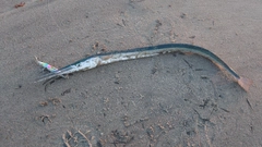 ダツの釣果