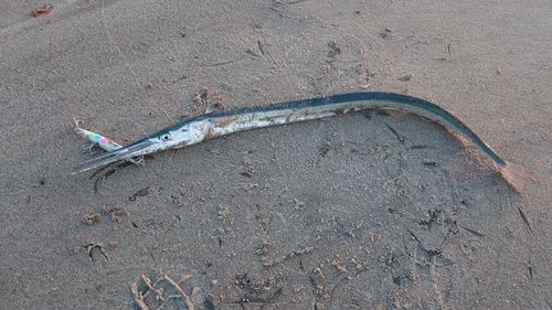 ダツの釣果