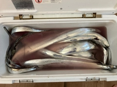 タチウオの釣果
