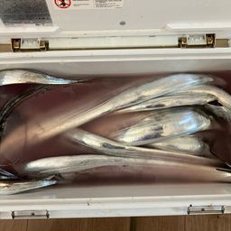 タチウオ