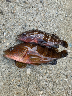 アコウの釣果
