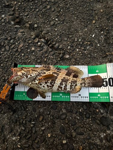 チャイロマルハタの釣果