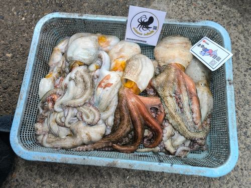タコの釣果