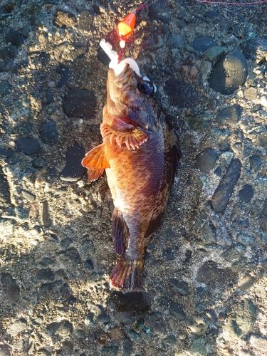 メバルの釣果