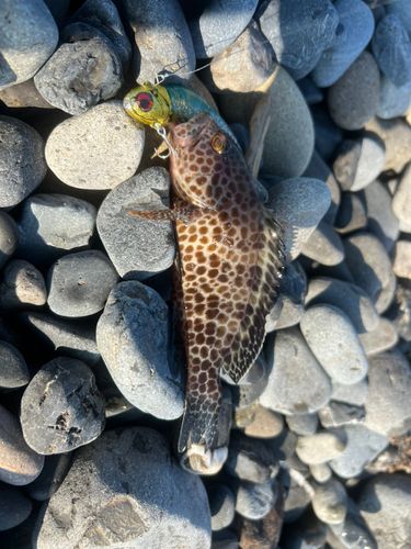 オオモンハタの釣果