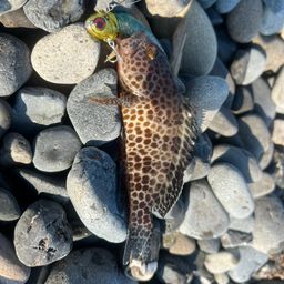 オオモンハタ