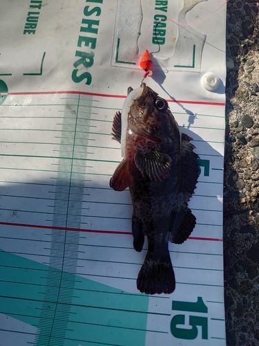 ムラソイの釣果