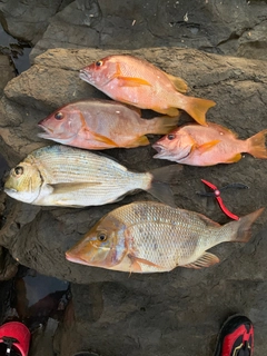 シブダイの釣果