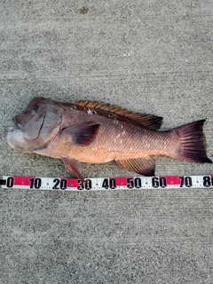 コブダイの釣果