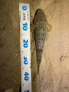 マゴチの釣果