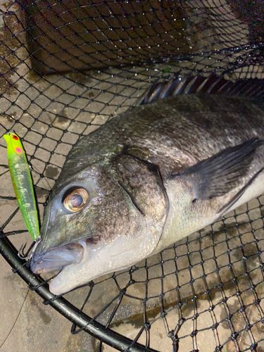 クロダイの釣果