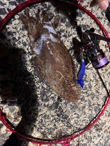 コウイカの釣果