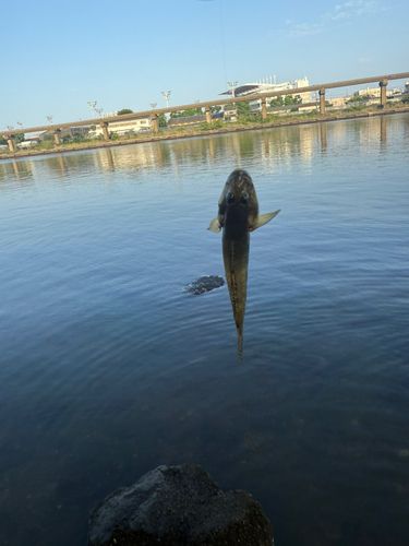マハゼの釣果