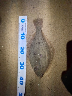 イシガレイの釣果