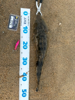 イシガレイの釣果