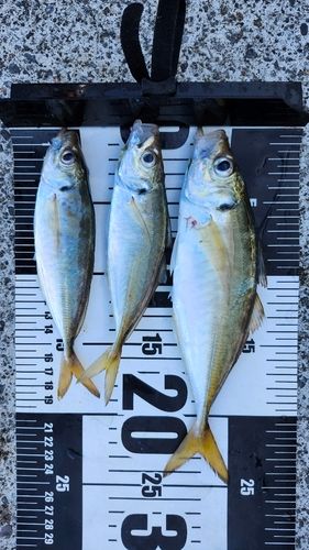 マアジの釣果