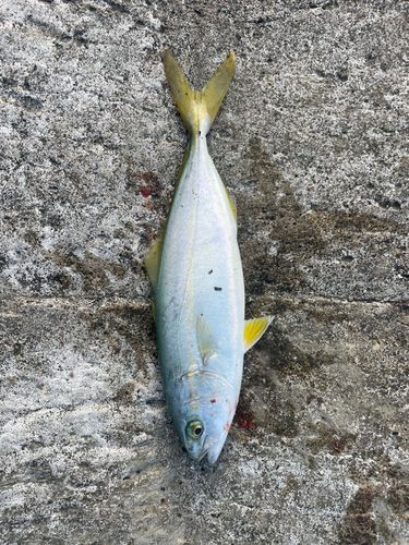 コゾクラの釣果