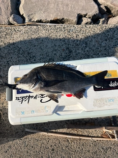 クロダイの釣果