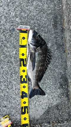 チヌの釣果