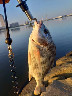 キビレの釣果