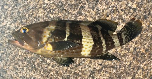 アオハタの釣果