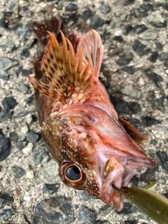 カサゴの釣果