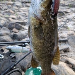 スモールマウスバス