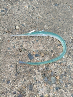 コゾクラの釣果