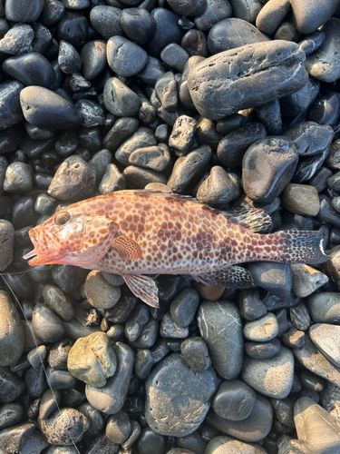 オオモンハタの釣果