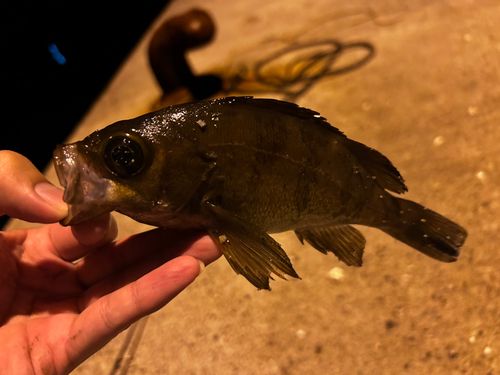 メバルの釣果